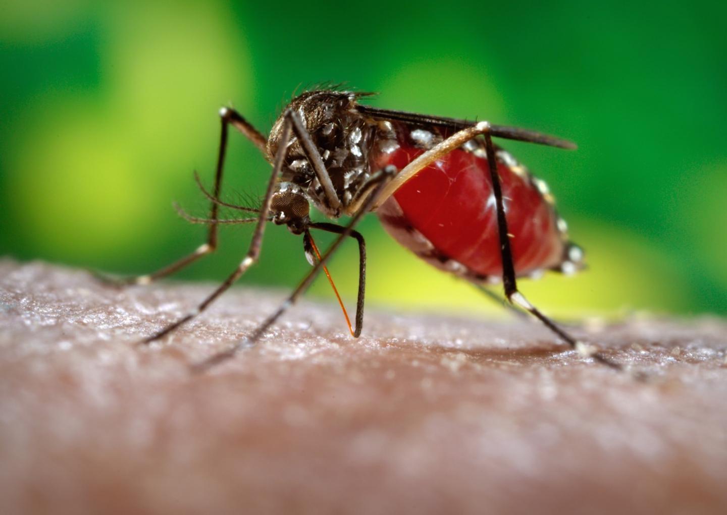 Protect yourself against mosquitoes in Jamaica
