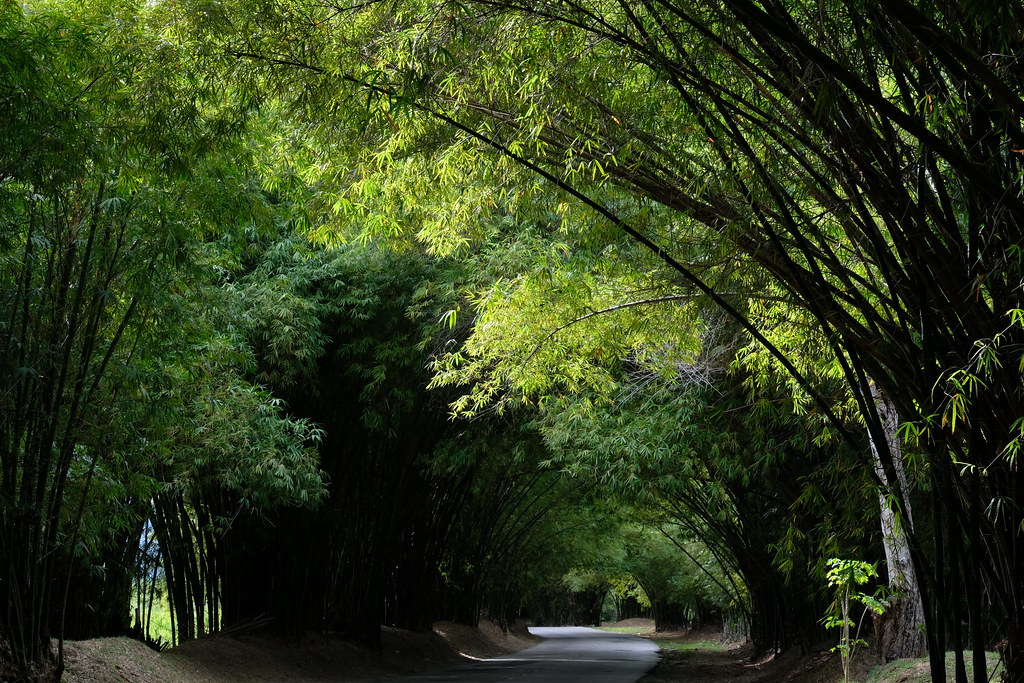 Holland Bamboo Avenue everything you need to go before you go