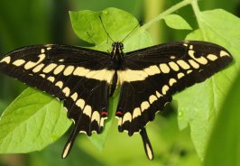 Top 5 Unique Jamaican ... Top 5 Unique Jamaican ...