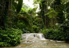 Jamaica's botanical ga... Jamaica's botanical ga...