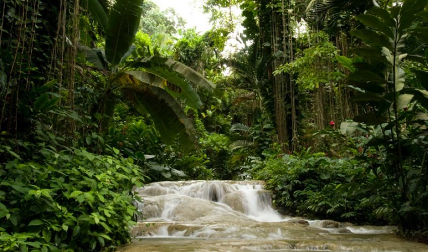 Stroll Through The Lush Botanical Gardens Of Jamaica