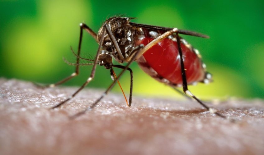 Protect yourself against mosquitoes in Jamaica