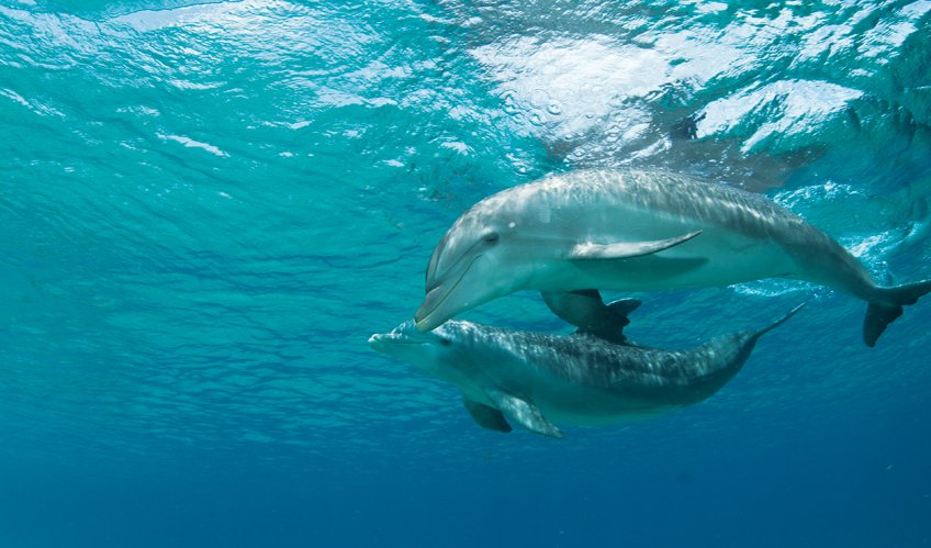 And then she kissed me … meet Misty - a dolphin tale  And then she kissed me … meet Misty - a dolphin tale
