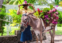 50 reasons to visit Ja... 50 reasons to visit Ja...