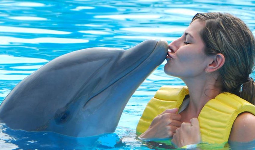 Have a Dolphin Cove Adventure in Jamaica
