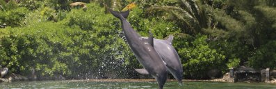  Dolphin Cove and Yaaman Adventure Park