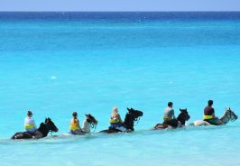 The ultimate Jamaican ... The ultimate Jamaican ...