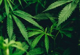Top Cannabis farm tour... Top Cannabis farm tour...