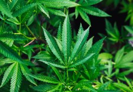 5 best ganja farm tour... 5 best ganja farm tour...
