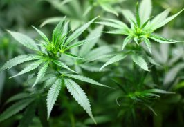 When will the cannabis... When will the cannabis...